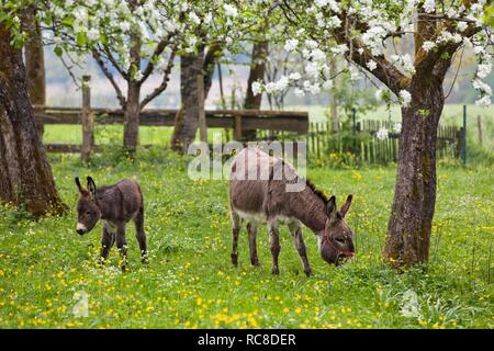 Esel (Equus asinus) mit Fohlen im Obstgarten, Feder, Bayern, Deutschland Stockfoto