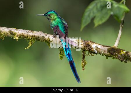 Long-tailed sylph (Aglaiocercus kingi), männlich sitzen auf Zweig, Regenwald, Nebelwald, Nördlichen Ecuador, Ecuador Stockfoto