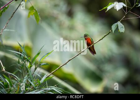 Kastanien-breasted Coronet (Boissonneaua matthewsii), sitzt auf Zweig, Regenwald, Nebelwald, Nördlichen Ecuador, Ecuador Stockfoto