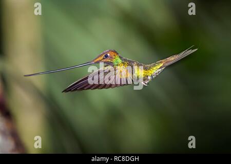 Schwert-billed Hummingbird (Ensifera ensifera) im Flug, Fliegen, Regenwald, Nebelwald, Nördlichen Ecuador, Ecuador Stockfoto