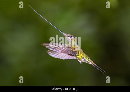 Schwert-billed Hummingbird (Ensifera ensifera) im Flug, Fliegen, Regenwald, Nebelwald, Nördlichen Ecuador, Ecuador Stockfoto