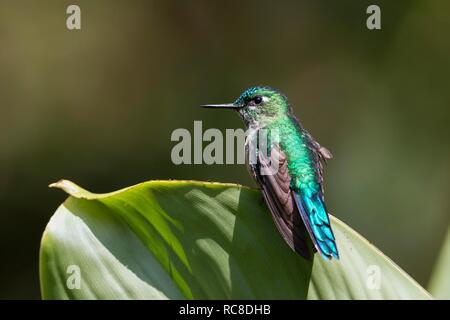 Long-tailed sylph (Aglaiocercus kingi), Weibliche sitzen auf Blatt, Regenwald, Nebelwald, Nördlichen Ecuador, Ecuador Stockfoto