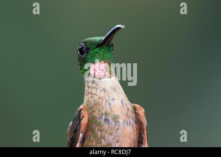 Fawn-breasted Brillant (Heliodoxa rubinoides), Tier Portrait, Regenwald, Nebelwald, Northwest Ecuador, Ecuador Stockfoto