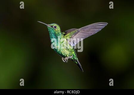 Blue-tailed Emerald (Chlorostilbon mellisugus), Fliegende, Regenwald, Nebelwald, Northwest Ecuador, Ecuador Stockfoto