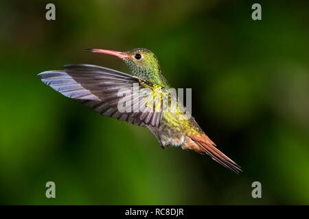 Braun-tailed Kolibri (Amazilia tzacatl), Fliegende, Regenwald, Nebelwald, northwestern Ecuador, Ecuador Stockfoto