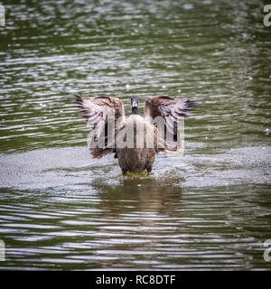 Kanadagans (Branta canadensis) Klappen mit Flügel, Park Boston Common, Boston, Massachusetts, USA Stockfoto