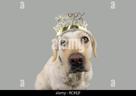 LABRADOR Hund trägt ein EINEN TEXT DIADEM DER RUTSCH INS NEUE JAHR. Isolierte SHOT vor grauem Hintergrund. Stockfoto