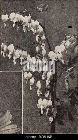 . Dreer's Garten Buch 1932. Samen Kataloge; Baumschulen Kataloge; Gartengeräte und Zubehör Kataloge; Blumen Samen Kataloge; Gemüse; Früchte Samen Samen Kataloge Kataloge. . Bitte beachten Sie, dass diese Bilder sind von der gescannten Seite Bilder, die digital für die Lesbarkeit verbessert haben mögen - Färbung und Aussehen dieser Abbildungen können nicht perfekt dem Original ähneln. extrahiert. Henry A. Dreer (Hart); Henry G. Gilbert Baumschule und Saatgut Handel Katalog Kollektion. Philadelphia, Pa: Henry A. Dreer Stockfoto