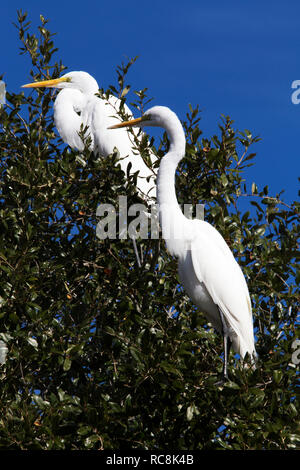 White Egret ruht in der Bäume an der Choke Canyon State Park, Texas Stockfoto