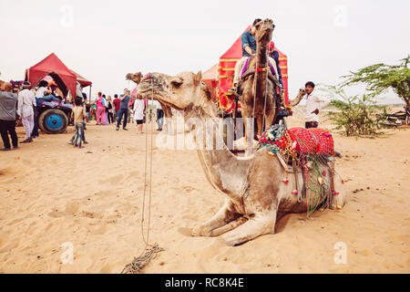 Pushkar, Rajasthan, Indien, Februar 2018: Kamel und Fahrzeug in Pushkar Wüste Stockfoto