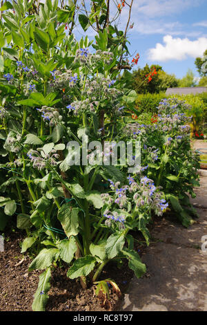 Selbst gesät Borretsch Pflanzen entlang Pfad Kante im Gemüsegarten wächst. Stockfoto