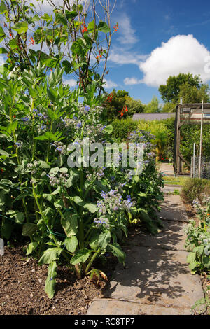 Selbst gesät Borretsch Pflanzen entlang Pfad Kante im Gemüsegarten wächst. Stockfoto