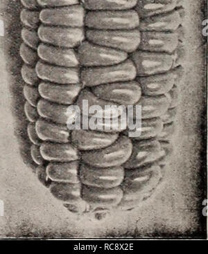 . Dreer's Garten Buch 1921. Samen Kataloge; Baumschulen Kataloge; Gartengeräte und Zubehör Kataloge; Blumen Samen Samen Kataloge Kataloge; Gemüse; Früchte Samen Kataloge. j^. Bitte beachten Sie, dass diese Bilder sind von der gescannten Seite Bilder, die digital für die Lesbarkeit verbessert haben mögen - Färbung und Aussehen dieser Abbildungen können nicht perfekt dem Original ähneln. extrahiert. Henry A. Dreer (Hart); Henry G. Gilbert Baumschule und Saatgut Handel Katalog Kollektion. Philadelphia, Pa: Henry A. Dreer Stockfoto