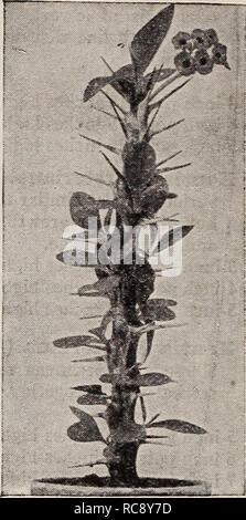 . Dreer's Lampen Pflanzen, Sträucher und Samen für den Herbst Pflanzung: Herbst 1937. Die Glühbirnen (Pflanzen) Kataloge; Blumen Samen Kataloge; Gartengeräte und Zubehör Kataloge; Baumschulen (Gartenbau) Kataloge; Gemüse Samen Kataloge. Opuntia - Bunny Ohren Kaktus Euphorbia splendens (Dornenkrone). Eine seltsame und sehr interessante sukkulente Pflanze mit dicken, stachelige Stängeln und kleinen, glänzend grünen Blättern. Die hellen roten Blumen in der gesamten Saison. 25 c Jeder; $ 2,50 pro Doz. Größere Pflanzen in 3cm Töpfe 50c; 4-Zoll Töpfe 1,00 $, jeder. - Tirucalli (Milch Bush). Eine einzigartige Vielfalt mit schlanken zylindrischen whorle Stockfoto