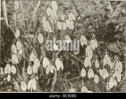 . Dreer der Glühlampen: Pflanzen, Sträucher, und Samen für den Herbst einpflanzen. Blumen Samen Kataloge, Leuchtmittel (Pflanzen) Samen Kataloge; Baumschulen (Gartenbau) Kataloge; Gartengeräte und Zubehör Kataloge. Muscari armeniacum Armeniacum. Eine effektive, lange aufgehalten Traubenhyazinthen der tiefen Kobaltblau, en-durch weiße Schnürung an der Öffnung des Glocken aufgelockert. Herrlich duftend. Sehr große Blüten und blüht später als Himmel - enly Blau. Vollkommen winterhart und unserer Meinung nach der schönste von allen. E.i £ Cellent für das Schneiden. 12 für 60 C; 100 für $ 4,00; 1000 für $ 35.00. Plumosum. Dies wird auch als Plume oder Meisterstück bekannt Stockfoto