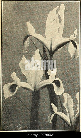 . Dreer ist Herbst einpflanzen Leitfaden für 1943. Die Glühbirnen (Pflanzen) Kataloge; Blumen Samen Samen Kataloge Kataloge; Gemüse; Gartengeräte und Zubehör Kataloge; Baumschulen (Gartenbau) Kataloge. Herrliche bauchigen IRIS Diese Hardy muss Iris im Herbst Dutch Iris^ Larg gepflanzt werden, e-blühenden frühen Xiphium. Â ¢ eine wunderbare Art der Hardy bauchigen Iris geben einen herrlichen Anzeige der auffälligen großen Blüten kurz nach dem Häuschentulpen finisbed haben blühen. Sie sind die frühesten der Hardy bauchigen Iris und abJMJt fiov ^er zwei Wochen vor der spanischen Sorten. 40-195 Mischung aus niederländischer Iris 12. Niederländisch Stockfoto
