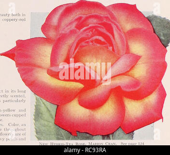 . Dreer's Garten Buch/Henry A. Dreer.. Baumschule Katalog. •&Gt; (intensive Vermilion tief im Frühjahr von einem reinen orange ainations in Rosen gesehen. Hybrid-Tea Rose, Ville de Paris (Paris) Padre. Mos 4 attraktive und Roman in der Färbung, mit langen blütenblätter einer kupfernen Scarlet mit Gelb an der Basis gespült. Das Wachstum stark und aufrecht und Sehr reichblühend. Eine Bemerkung - gekonnt schöne Bettwäsche Rose. Geduld. Siehe Seite 125. Rosa Perle. Eine köstliche Vielfalt mit köstlichen Duft. In Farbe Es ist ein brillanter reichen Kirsch-pink die Basis der Blütenblätter berührt mit Gold, das leuchtet die Blume wonde Stockfoto