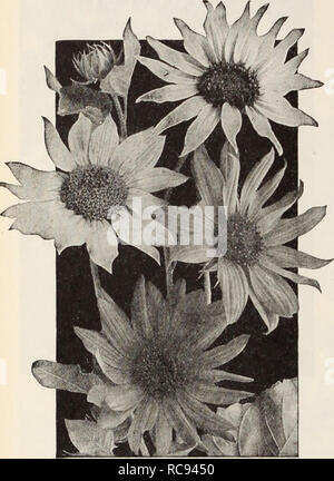 . Dreer's Garten Buch/Henry A. Dreer.. Baumschule Katalog. Neue Miniatur Sonnenblumen Hardy mehrjährig Sonnenblumen PRO PCK. 2710 gemischt. Enthält die feinsten single - Blühende winterharte Staude Art. Gesät wird früh blühende Pflanzen im ersten Jahr; als Themen für die Hardy Grenze als auch für das Schneiden Sie sind von großem Wert $ 0 15 Helianthemum (Rock, oder Sun Rose) 2717 Mutabile. Hübsch niedrig wachsenden, immergrünen Pflanzen etwa 12 cm hoch und bildet große Klumpen, die während ihrer Blütezeit Juni bis Juli, sind durchaus durch eine Masse von Bloom versteckt; gut für die Her angepasst Stockfoto