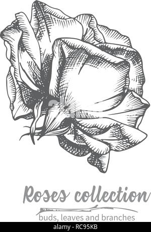 Hand gezeichnete Skizze von Rose, einzelne Knospe Detaillierte vintage Botanischen illuatration. Blumen schwarze Silhouette isollated auf weißem Hintergrund kreative Grafik in Gravur Stil Stock Vektor