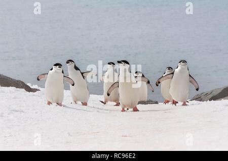 Kinnriemen Pinguine (Pygoscelis antarctica) gehen bis einem gletschereis Kappe, Half Moon Island, South Shetland Inseln Stockfoto