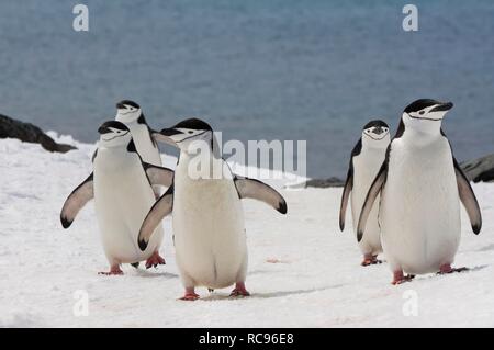 Kinnriemen Pinguine (Pygoscelis antarctica) gehen bis einem gletschereis Kappe, Half Moon Island, South Shetland Inseln Stockfoto