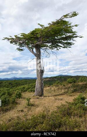 "Arboles Banderas, verbogene Baum, Feuerland, Patagonien, Argentinien, Südamerika Stockfoto