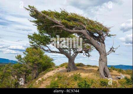 "Arboles Banderas, geknickte Bäume, Feuerland, Patagonien, Argentinien, Südamerika Stockfoto