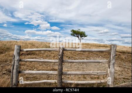 "Arboles Banderas, verbogene Baum hinter einem Zaun, Feuerland, Patagonien, Argentinien, Südamerika Stockfoto