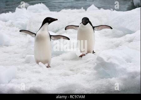 Zwei Adelie Pinguine (Pygoscelis adeliae) auf dem Schelfeis, Brown Bluff, Antarktische Halbinsel, Antarktis Stockfoto