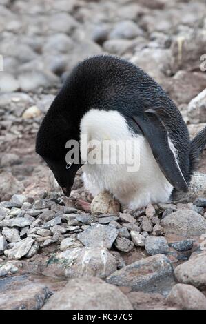 Adelie penguin (Pygoscelis adeliae) brüten ein Ei, Paulet Island, Erebus und Terror Golf, Antarktische Halbinsel, Antarktis Stockfoto