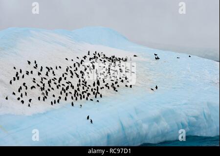 Gruppe der Kinnriemen Pinguine (Pygoscelis antarctica) auf einem Eisberg, South Orkney Inseln, Antarktis Stockfoto