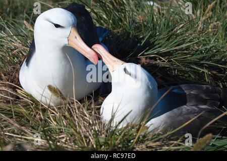 Schwarz der tiefsten Albatross oder Schwarz der tiefsten Mollymawk (Diomedea melanophris), umwerben, Paar, West Point, Falkland Inseln Stockfoto