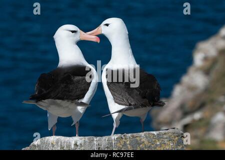 Schwarz der tiefsten Albatross oder Schwarz der tiefsten Mollymawk (Diomedea melanophris), umwerben, Paar, West Point, Falkland Inseln Stockfoto