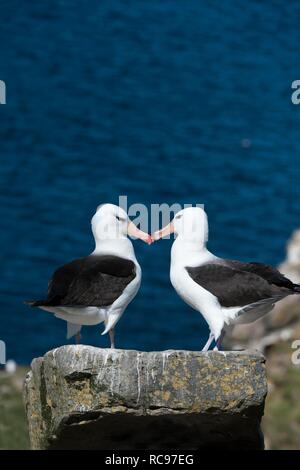 Schwarz der tiefsten Albatross oder Schwarz der tiefsten Mollymawk (Diomedea melanophris), umwerben, Paar, West Point, Falkland Inseln Stockfoto