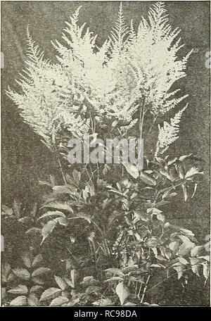 . Dreer's Garten Buch 1924. Samen Kataloge; Baumschulen Kataloge; Gartengeräte und Zubehör Kataloge; Blumen Samen Kataloge; Gemüse; Früchte Samen Samen Kataloge Kataloge. Hardy Aster novi Belgii Höhepunkt. ASTILBE Fallen - blühende Hardy Asters (IVIichaelmas Gänseblümchen, oder Starworts) Diese gehören zu den auffälligsten unserer späten - blühende winterharte Pflanzen, geben eine Fülle von Bloom im September und Oktober, eine Jahreszeit, wenn die meisten anderen hardy Blumen sind Vergangenheit, und für den besten Effekt sollte in Massen von einer Farbe gepflanzt werden. Sie wachsen in jedem Boden. Die Sammlung angeboten unten aus ist Stockfoto