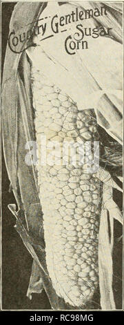 . Dreer's Garten Buch 1925. Samen Kataloge; Baumschulen Kataloge; Gartengeräte und Zubehör Kataloge; Blumen Samen Kataloge; Gemüse; Früchte Samen Samen Kataloge Kataloge. Pop-Corn auf die einzige Ohr weißer Reis. Lb, 25 cts White Pearl. Lb, 25 cts Queen's Golden. Lb, 25 cts... iPost - (bezahlt.. 10 lbs., SI. Also, durch ausdrückliche oder Fracht, auf Kosten des Bestellers. Süße Futter Getreide und Mais, Seite 48 FELDSALAT (Fetticus) Mache, Fr. Canonigos, Sp. Stechsalat, Ger. Kultur - Aussaat im Frühling in Bohrer 1 Fuß auseinander; sie wird bereit zum Schneiden in sechs oder acht Wochen. Für den Winter und frühen Frühling Stockfoto