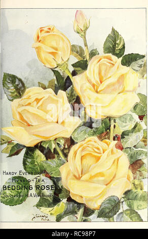 . Dreer's Garten Buch 1924. Samen Kataloge; Baumschulen Kataloge; Gartengeräte und Zubehör Kataloge; Blumen Samen Kataloge; Gemüse; Früchte Samen Samen Kataloge Kataloge. . Bitte beachten Sie, dass diese Bilder sind von der gescannten Seite Bilder, die digital für die Lesbarkeit verbessert haben mögen - Färbung und Aussehen dieser Abbildungen können nicht perfekt dem Original ähneln. extrahiert. Henry A. Dreer (Hart); Henry G. Gilbert Baumschule und Saatgut Handel Katalog Kollektion. Philadelphia, Pa: Henry A. Dreer Stockfoto