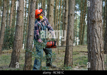 Forstarbeiter beim Bäume fällen Stockfoto