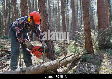 Forstarbeiter beim Bäume fällen Stockfoto