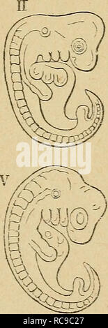. Eléments d'anatomie et de Physiologie; précédes obstétricale génitale et de la Description sommaire du corps Humain a l'usage des sages-femmes. Reproduktion; Fötus. . Bitte beachten Sie, dass diese Bilder sind von der gescannten Seite Bilder, die digital für die Lesbarkeit verbessert haben mögen - Färbung und Aussehen dieser Abbildungen können nicht perfekt dem Original ähneln. extrahiert. Pozzi, Adrien. Paris, Alcan Stockfoto