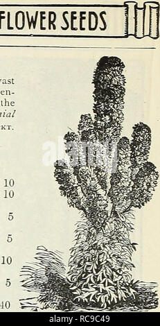 . Dreer's Garten Buch: 1905. Samen Kataloge; Baumschulen Kataloge; Gartengeräte und Zubehör Kataloge; Blumen Samen Kataloge; Gemüse; Früchte Samen Samen Kataloge Kataloge. L. WATERA. Lieferbar blühenden L. ikkspvr. I. AVATERA. 4 niiual 3 I; illow. Ich pro Pck. 2976 Trimestris grandi - Flora rosea, eine sehr schöne und auffällige an-nual, wachsende. Über, 2 Fuß hoch und während den ganzen Sommer mit großen, Schale abgedeckt-förmige Garnelen - rosa Blüten; in einer Grenze oder Bett die Wirkung ist sehr hell. Aussaat im Mai, wo Sie sind, zu blühen und Thin Out bis 12 Zoll auseinander (siehe Schnitt.) 5 LIATRIS. (Blazing Star oder Gay Stockfoto