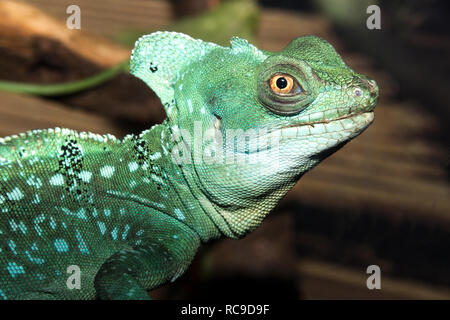 Gefiederte Basilisken (Plumifrons Basiliskos) Stockfoto