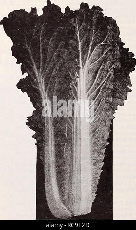 . Dreer ist Herbst Katalog 1932. Die Glühbirnen (Pflanzen) Kataloge; Blumen Samen Kataloge; Gartengeräte und Zubehör Kataloge; Baumschulen (Gartenbau) Kataloge; Gemüse Samen Kataloge. Wahl SAMEN FÜR DIE HOME GEMÜSEGARTEN noch Zeit, um zusätzliche Samen vieler Sorten gelegt wird, damit der Garten produziert für Sie bis in den Winter. 41 50 59 57 20 23 71 88 65 76 84 86 99 97 93 95 145 142 1 55 1 53 149 1 40 1 67 1 79 1 80 Bohnen, Zwerg oder Bush GREEN POD SORTEN Pkt. § Lb. Meisterwerk (Forcen) 0 $ 15 $ 0 30 Imp. Red Valentine 10 25 Mammut fadenlos, 10 25 Die Burpee Folgendes Str Stockfoto