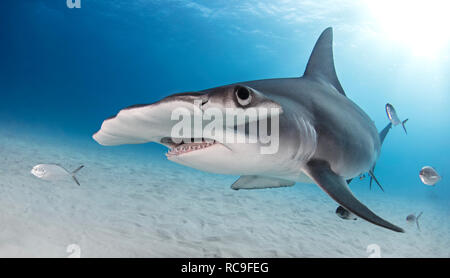 Große Hammerhai, Alice Town, Bimini, Bahamas Stockfoto