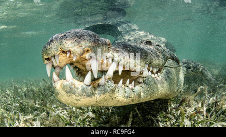 Amerikanische Salzwasser Krokodil, Xcalak, Quintana Roo, Mexiko Stockfoto