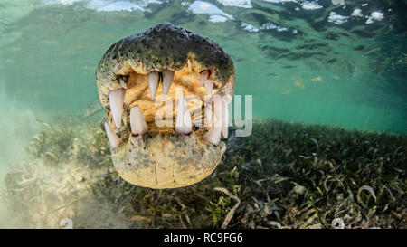 Amerikanische Salzwasser Krokodil, Xcalak, Quintana Roo, Mexiko Stockfoto