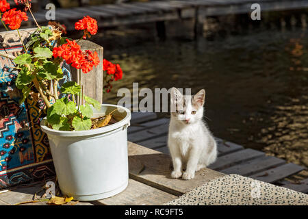 Wenig heimatlose Kätzchen saß in der Nähe des Sees Stockfoto