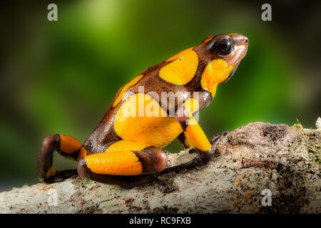 Poison dart Frog, oophaga Histrionica. Eine kleine giftige Tiere aus dem Regenwald Kolumbiens., helles gelb Warnung Farben Stockfoto