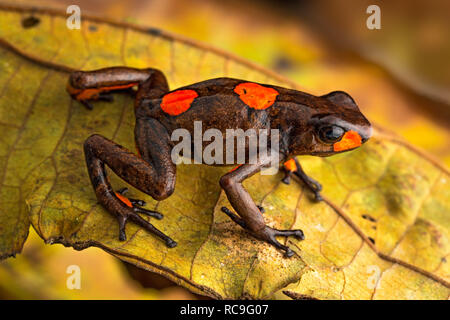 Poison dart Frog, oophaga Histrionica. Eine kleine giftige Tiere aus dem Regenwald Kolumbiens. Stockfoto