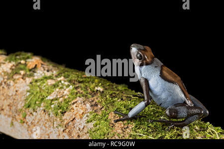 Dart Frog, oophaga Histrionica. Ein giftiges Tier aus dem Dschungel von Kolumbien. Ein Gift dartfrog mit hellen blauen Warnung Farben. Stockfoto